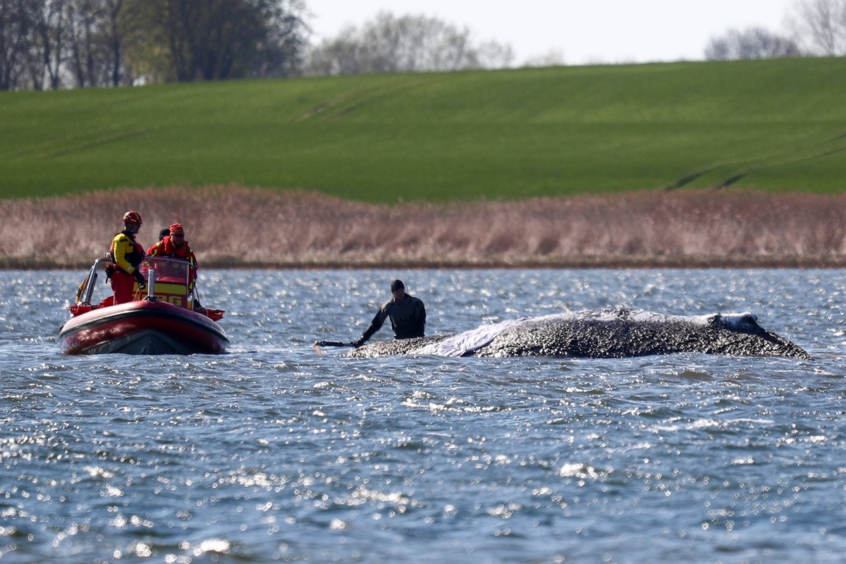 Wirtschaft, Walrettung Timmy 21.04.2026, Walrettung Timmy, v.l. Rettungsteam bei Timmy Hope Insel Poel Mecklenburg-Vorpommern Deutschland DEU *** Economy, Whale rescue Timmy 21 04 2026, Whale rescue T ...