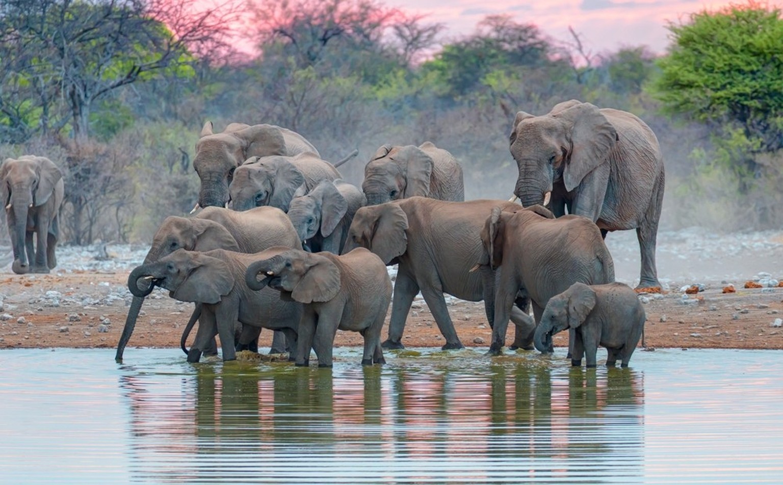 Elefantenfamilie im Etosha-Nationalpark.