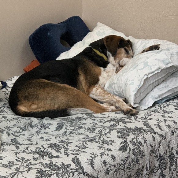 cute news animal dog https://www.reddit.com/r/AnimalsBeingSleepy/comments/199sr85/someone_beat_me_to_my_nap_spot/