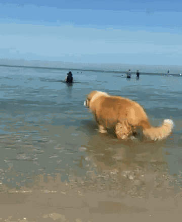 Animiertes GIF