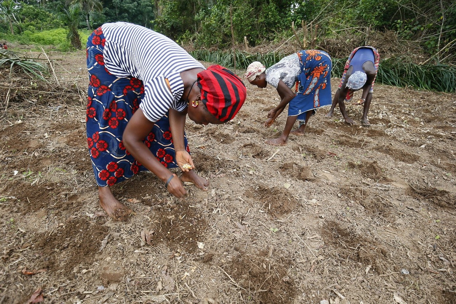 epa06872997 Village women plant corn seeds at the Malcolm Jay Town in Grand Bassa County, Liberia, 07 July 2018. Villagers invest in the soil during the rainy season as many of them earn their daily l ...