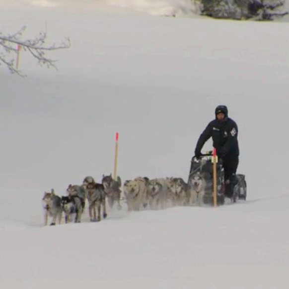 Dallas Seavey Iditarod 2024