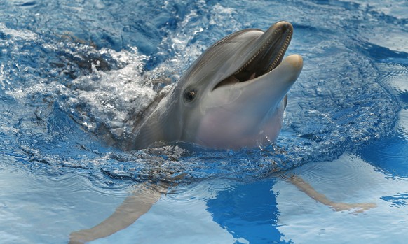 FILE - Winter the dolphin swims on Aug. 31, 2011 in a tank in Clearwater, Fla. Clearwater Marine Aquarium staff members released a Himalayan sea salt urn containing Winter
