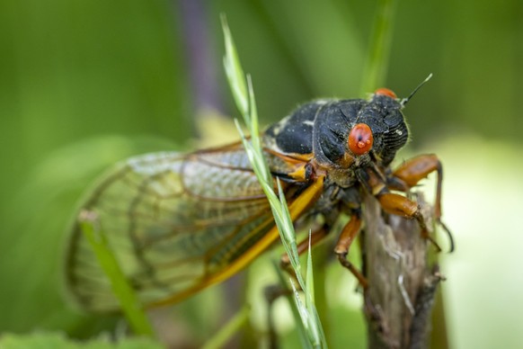 A red-eyed, 17-year Brood X cicada completes its transformation on a tree in the woods of Virginia. xkwx 17 year cicada, animal, arthropod, arthropods, brood x, bug, cicada, cicadas, closeup, compound ...