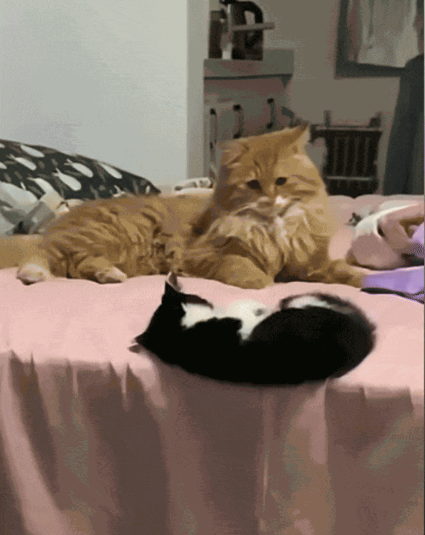 Animiertes GIF