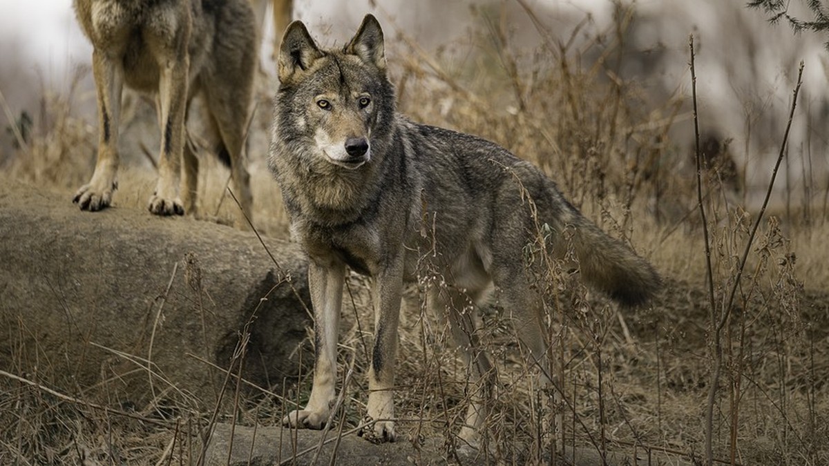 Wölfe, Wolfsrudel