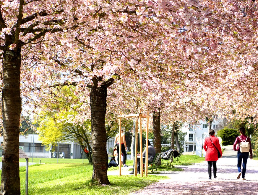 People walk under flowering cherry trees and enjoy the sunshine on an unusually warm spring day on the shore of the Lake of Geneva, in Lausanne, Thursday, March 30, 2017.(KEYSTONE/Laurent Gillieron)