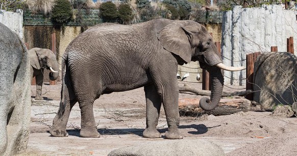 Elefantenbulle Tusker aus dem Zoo Basel ist tot