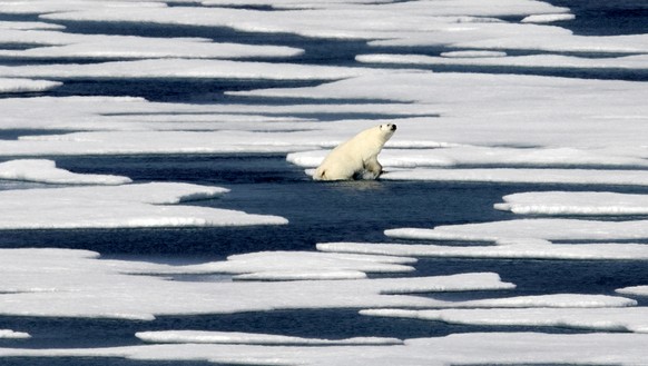 FILE - In this July 22, 2017 file photo, a polar bear climbs out of the water to walk on the ice in the Franklin Strait in the Canadian Arctic Archipelago. Climate scientists point to the Arctic as th ...