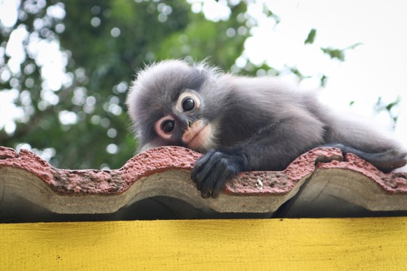 Langur, Affe