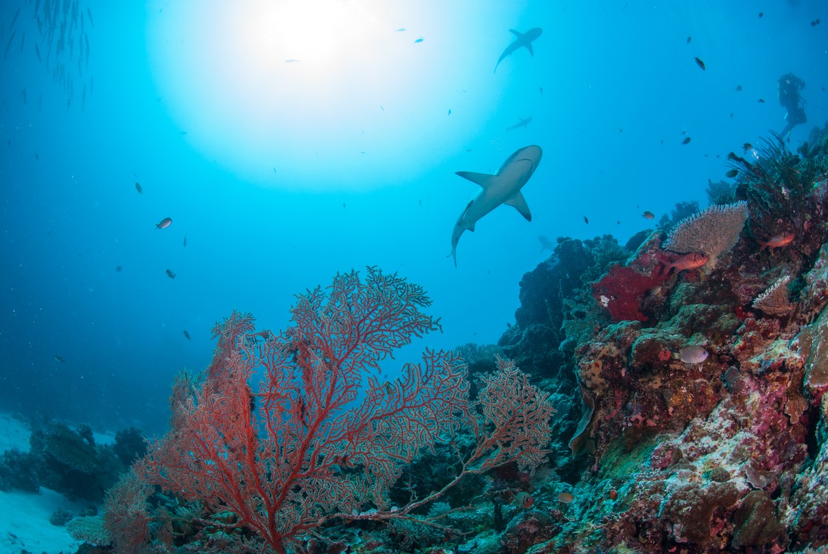 Hai Palau, Bild: Vanessa Jaiteh