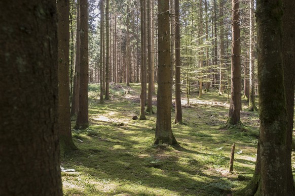 ZUM WALDBERICHT DES BAFU STELLEN WIR IHNEN AM DONNERSTAG, 27. AUGUST 2015, FOLGENDES ARCHIVBILD ZUR VERFUEGUNG - Waehrend einem Presserundgang vom Amt fuer Wald des Kantons Bern und vom Verband der B ...