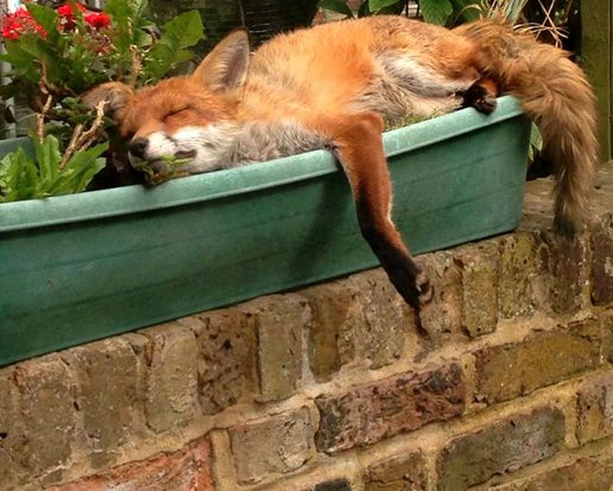 28 Tiere, die genauso faul sind wie du