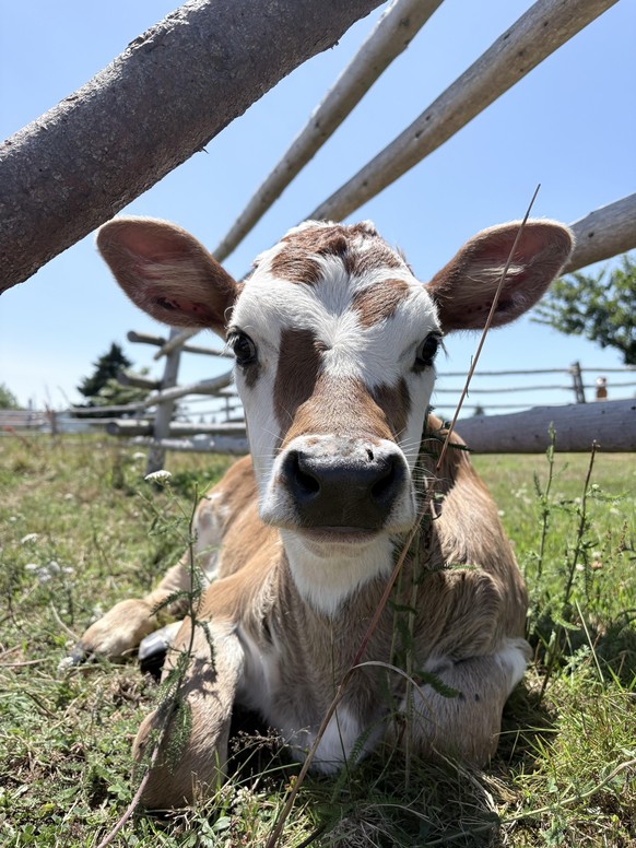 cute news tier kuh

https://www.reddit.com/r/Cows/comments/1v0yn4l/went_and_checked_on_this_little_chonker_today/