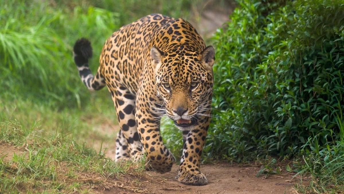 Jaguar