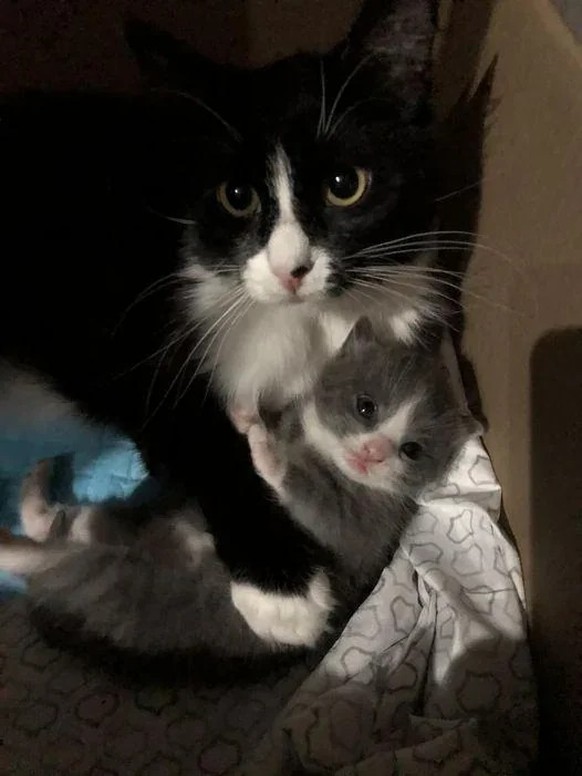 Nice news about animal cat https://www.reddit.com/r/Awww/comments/1bn50xu/found_this_sweet_girl_at_the_bank_and_took_her/