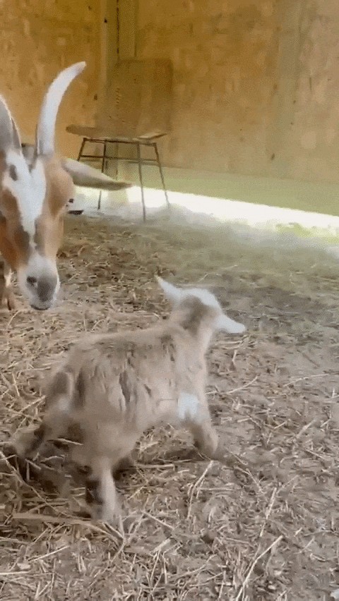 Animiertes GIF