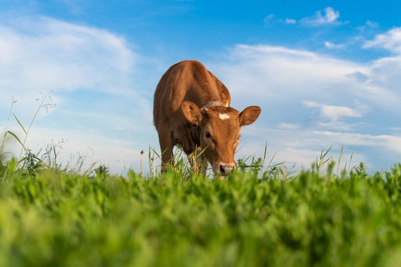 Ein Kalb auf der Wiese