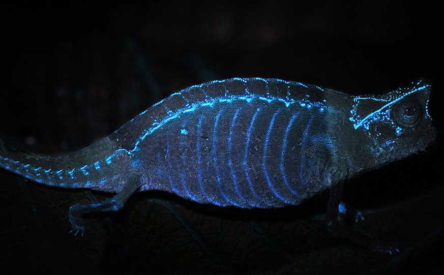 Fluoreszierende Chamäleons unter UV-Licht