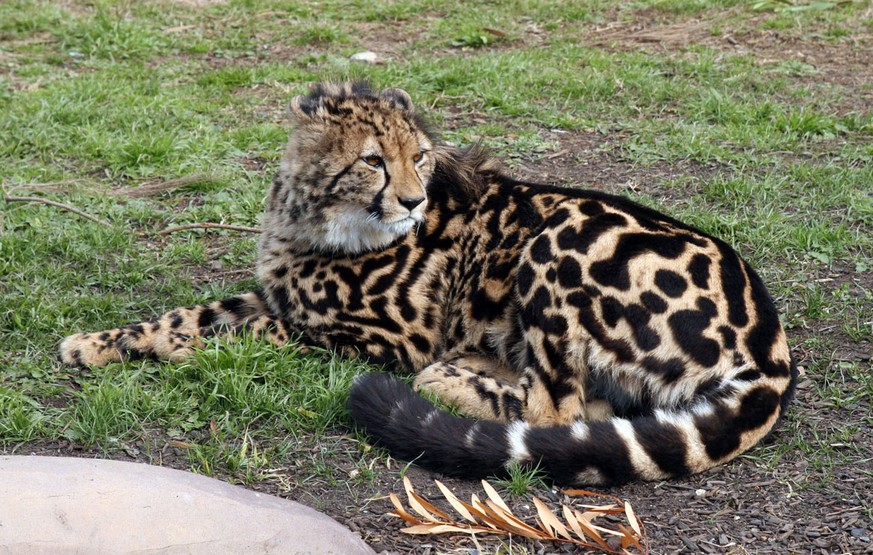 Königsgepard
Cute News
http://imgur.com/gallery/l1wNUX8