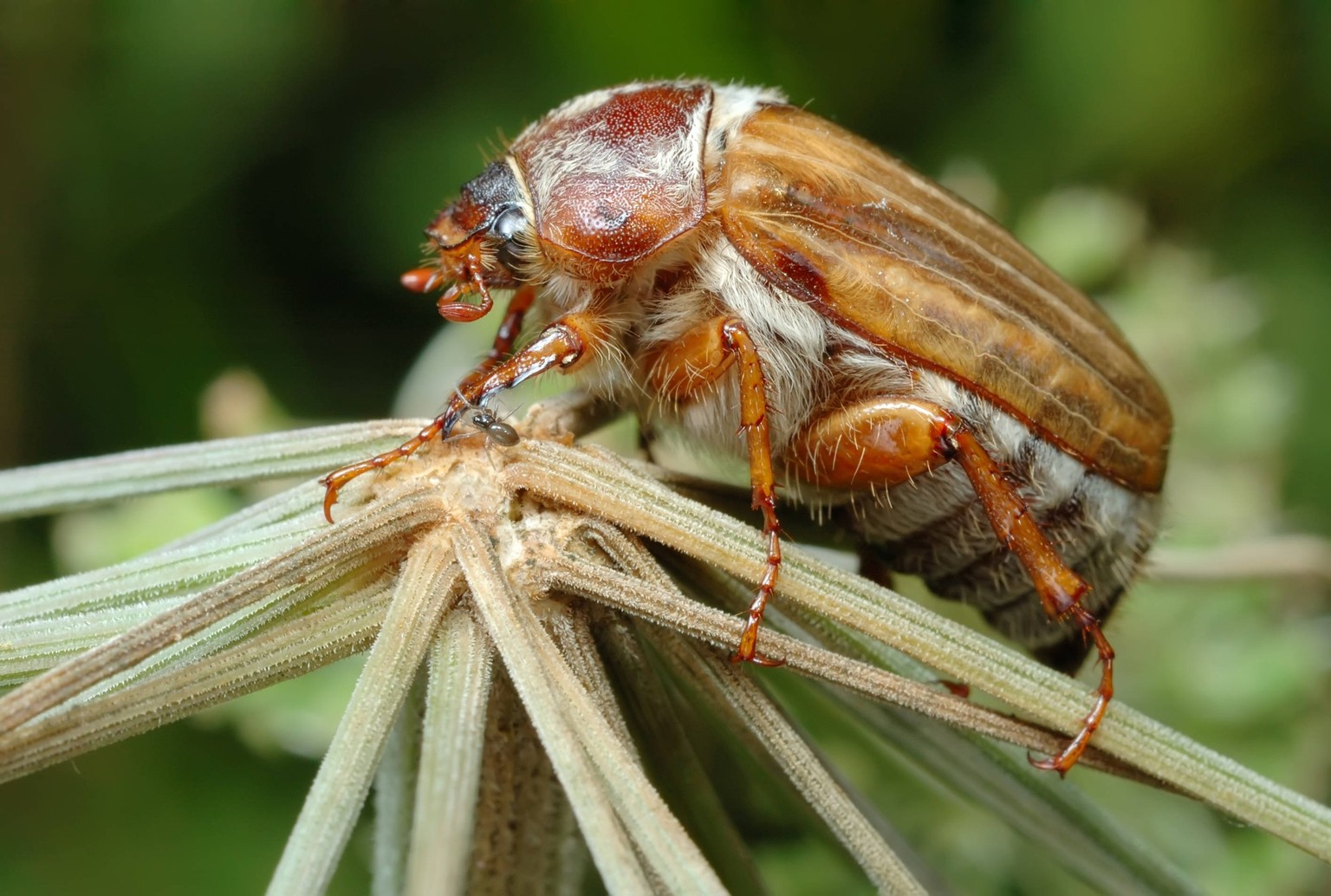 Small June Beetle Amphimallon solstitiale sitting on the plant, his leg examines tiny spider. Copyright: xVladimirxBlinovx/xDesignxPicsx , 31061754 PUBLICATIONxINxGERxSUIxAUTxONLY Copyright: Vladimirx ...