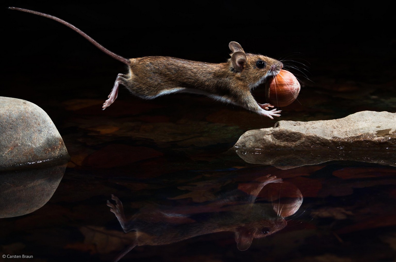 «Yellow-necked mouse» («Gelbhalsmaus»)&nbsp;