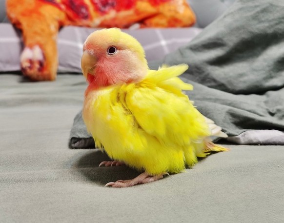 cute news animal tier papagei vogel

https://www.reddit.com/r/Eyebleach/comments/vhui95/looking_for_a_name_for_my_new_friend/