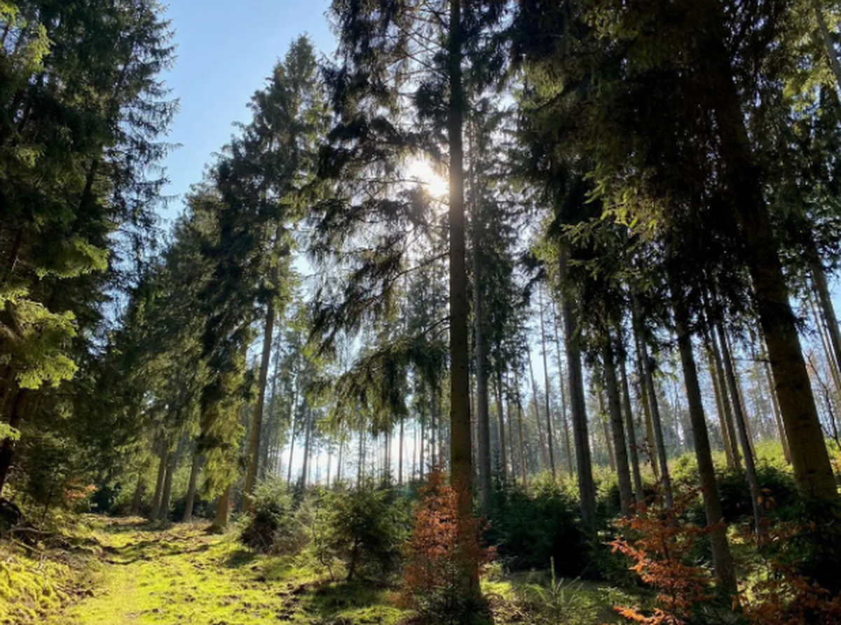 Wald der Post
