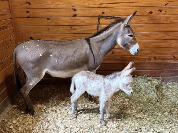 cute news tier esel

https://www.reddit.com/r/Donkeys/comments/1ui3j53/baby_donkey_surprise/