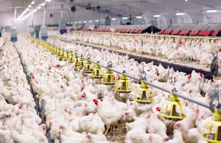 H5N1 kursiert weiter unter Geflügeltieren und ist nur wenige Mutationen davon entfernt, hocheffektiv zu werden.