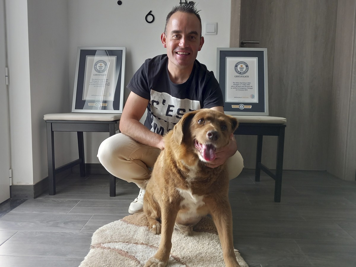 Bobi, a purebred Rafeiro do Alentejo Portuguese dog, poses for a photo with his owner Leonel Costa and his Guinness World Record certificates for the oldest dog, at their home in Conqueiros, central P ...