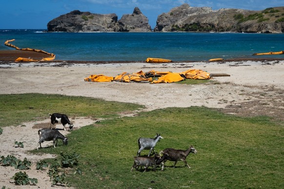Goats walk next to barriers to prevent Sargassum algae on Pompierre Beach in Terre-de-Haut, Les Saintes, on the French Caribbean island of Guadeloupe, on March 18, 2026. They roam the beaches, graze i ...