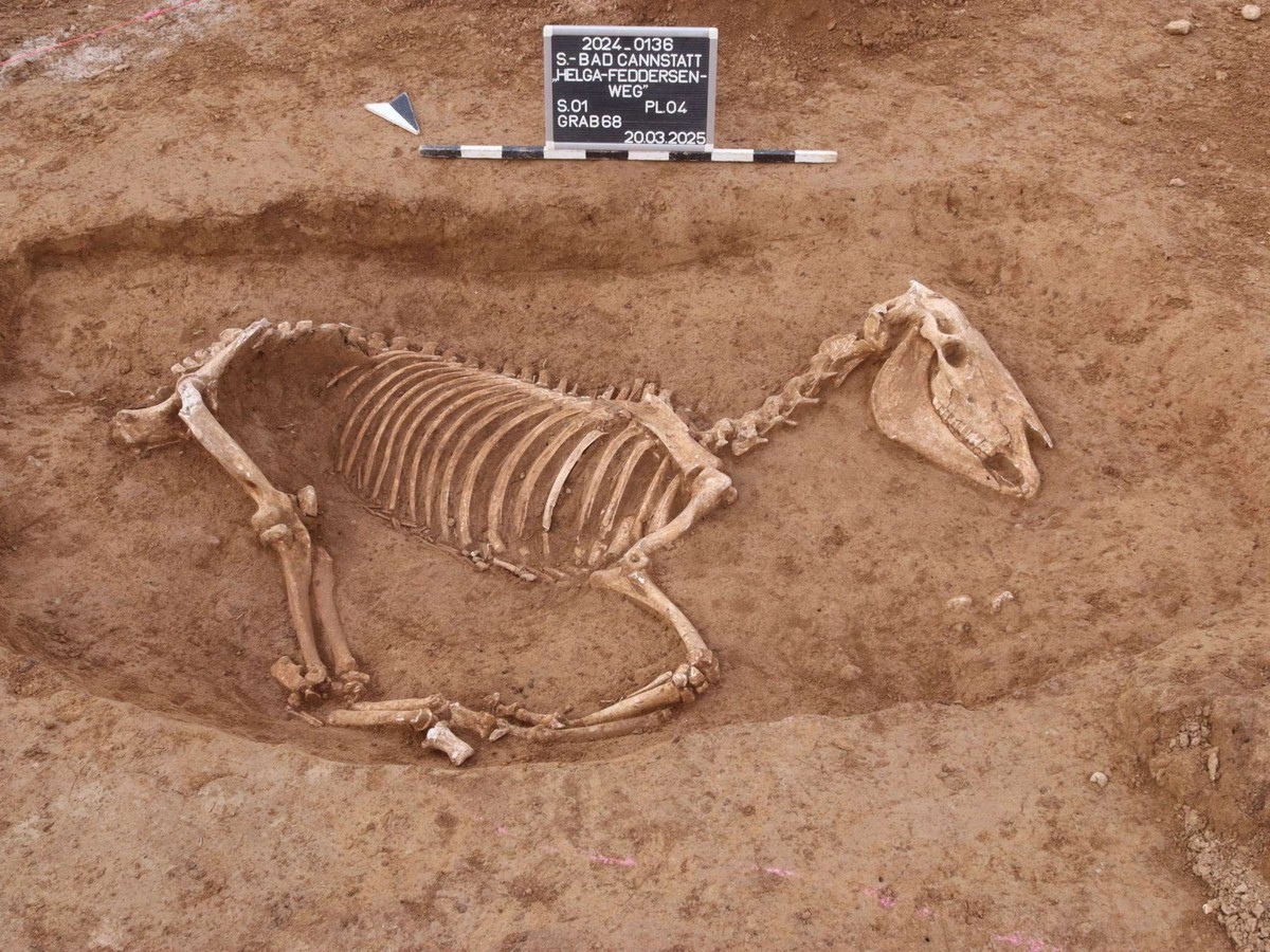 In Stuttgart wurden über 100 Pferdeskelette entdeckt.