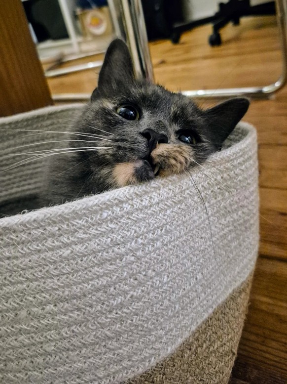 cute news tier katze

https://www.reddit.com/r/aww/comments/1mte8rg/saw_this_basket_while_shopping_at_ikea_and/