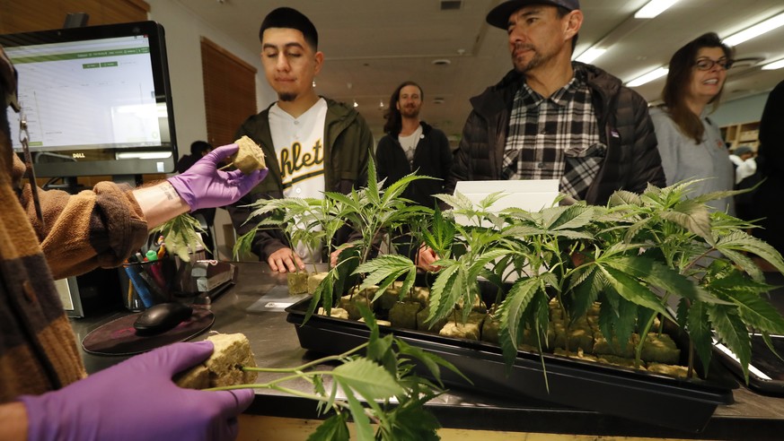 epa06412908 A retail clerk shows cannabis plants to customers at the Harborside cannabis dispensary in Oakland, California, USA, 01 January 2018. In November 2016, California voters legalized recreati ...