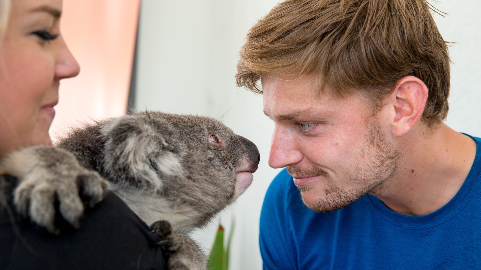 epa06445581 A handout photo made available by Tennis Australia shows tennis player David Goffin (R) of Belgium meeting a koala at Melbourne Park, during the Australian Open tennis tournament, in Melbo ...