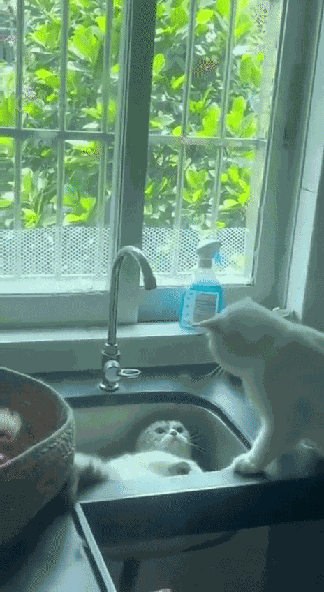 Animiertes GIF