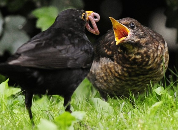 Die Amsel ist zwar weit verbreitet, könnte aber durch die Trockenheit im Sommer 2018 und einen Virus Verluste erlitten haben. (Archivbild)