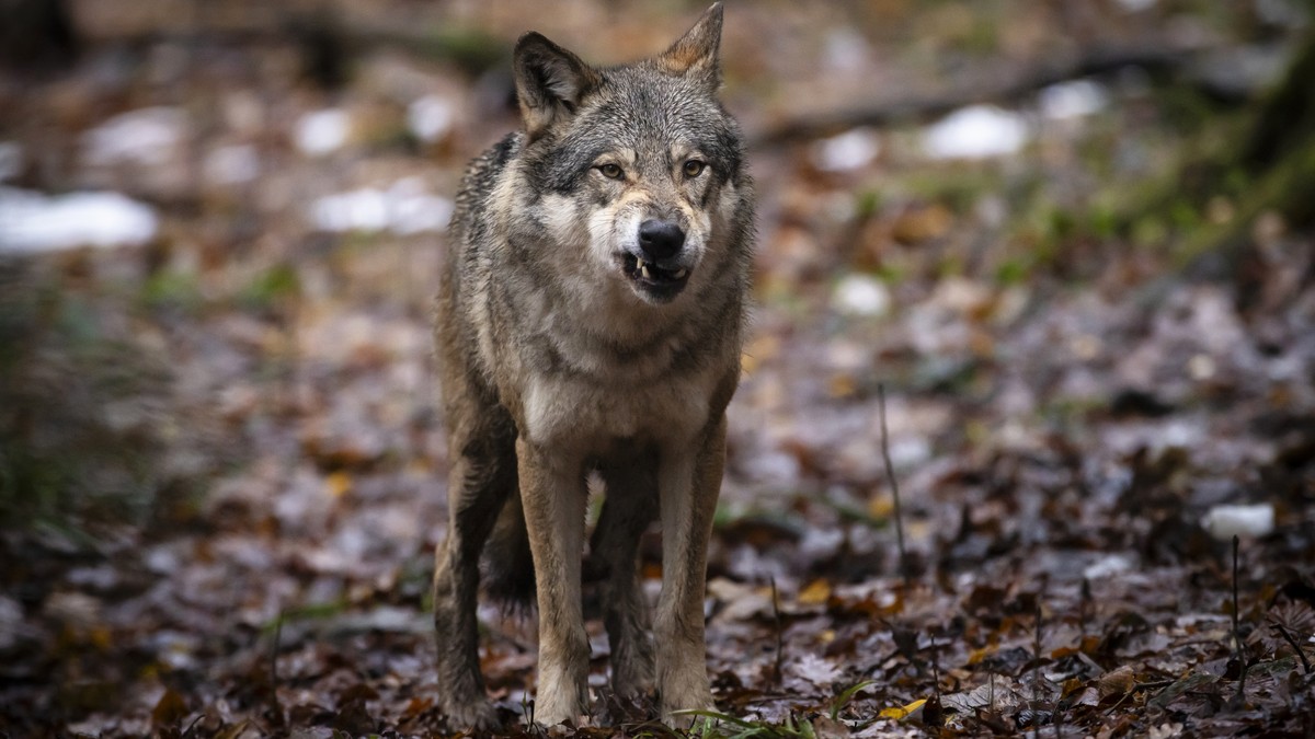 Ein Wolf im Wildnispark Langenberg, aufgenommen am Freitag, 8. Dezember 2023 in Langnau am Albis.Die Woelfe im Wildnispark Zuerich Langenberg stammen urspruenglich von Wildfaengen in den Karpaten ab u ...