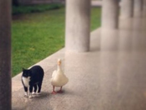 Katze und Ente sind beste Freunde.

https://www.reddit.com/r/pics/comments/178l3i/my_university_has_a_cute_couple_a_cat_and_a_duck/?sort=top