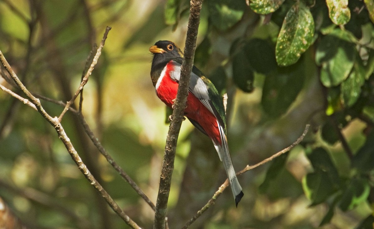 Elegant Trogan - Male Trogon elegans. Nayarit Mexico in March. PUBLICATIONxINxGERxSUIxAUTxONLY Copyright: JimxZipp 10875730