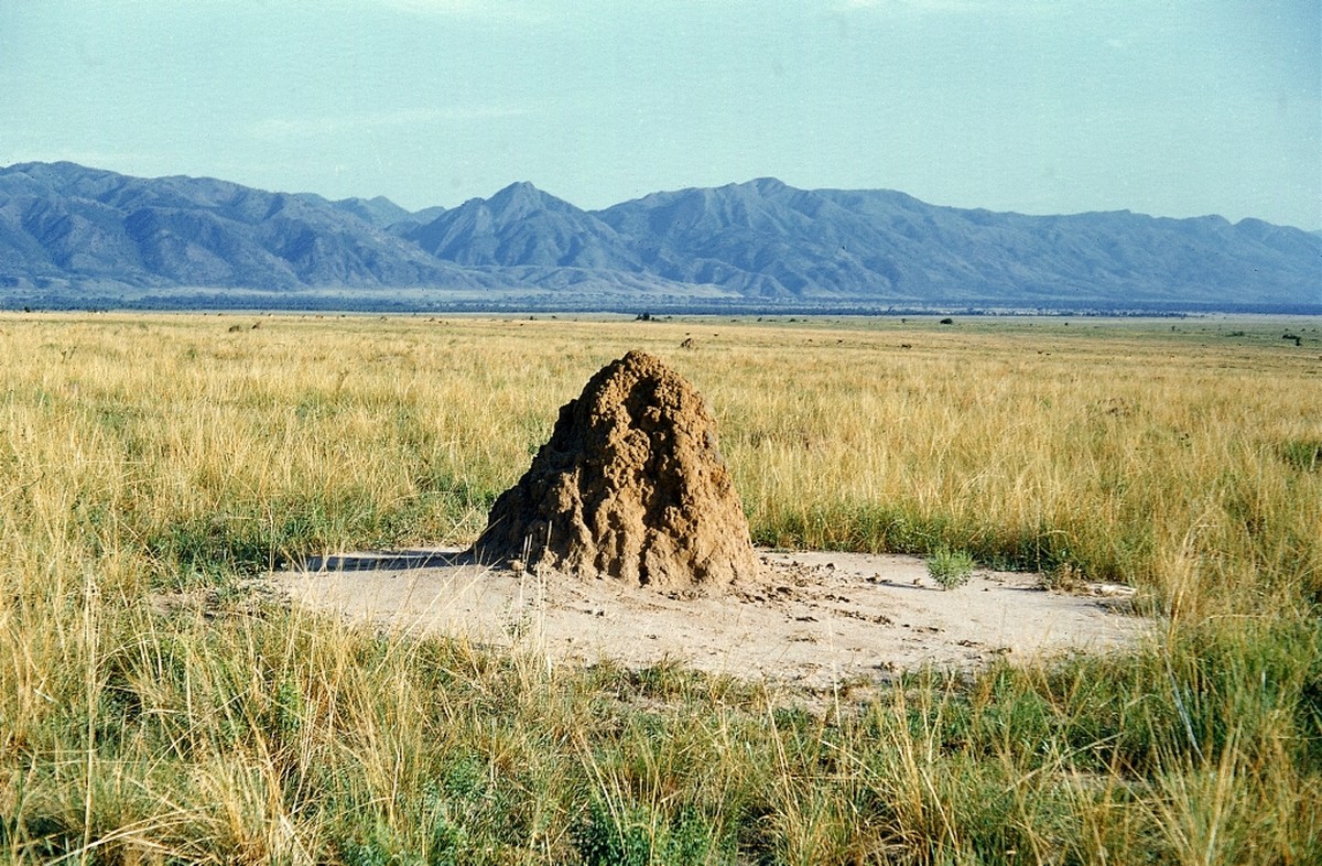 Fotograf:
Heim, Arnold 
Titel:
Termitenbau in der Trockensteppe, südlich von Eduardsee, Uganda 
Beschreibung:

Datierung:
1954-1955 
Enthalten in:
Virunga-Expedition in Zentralafrika, 1954-55