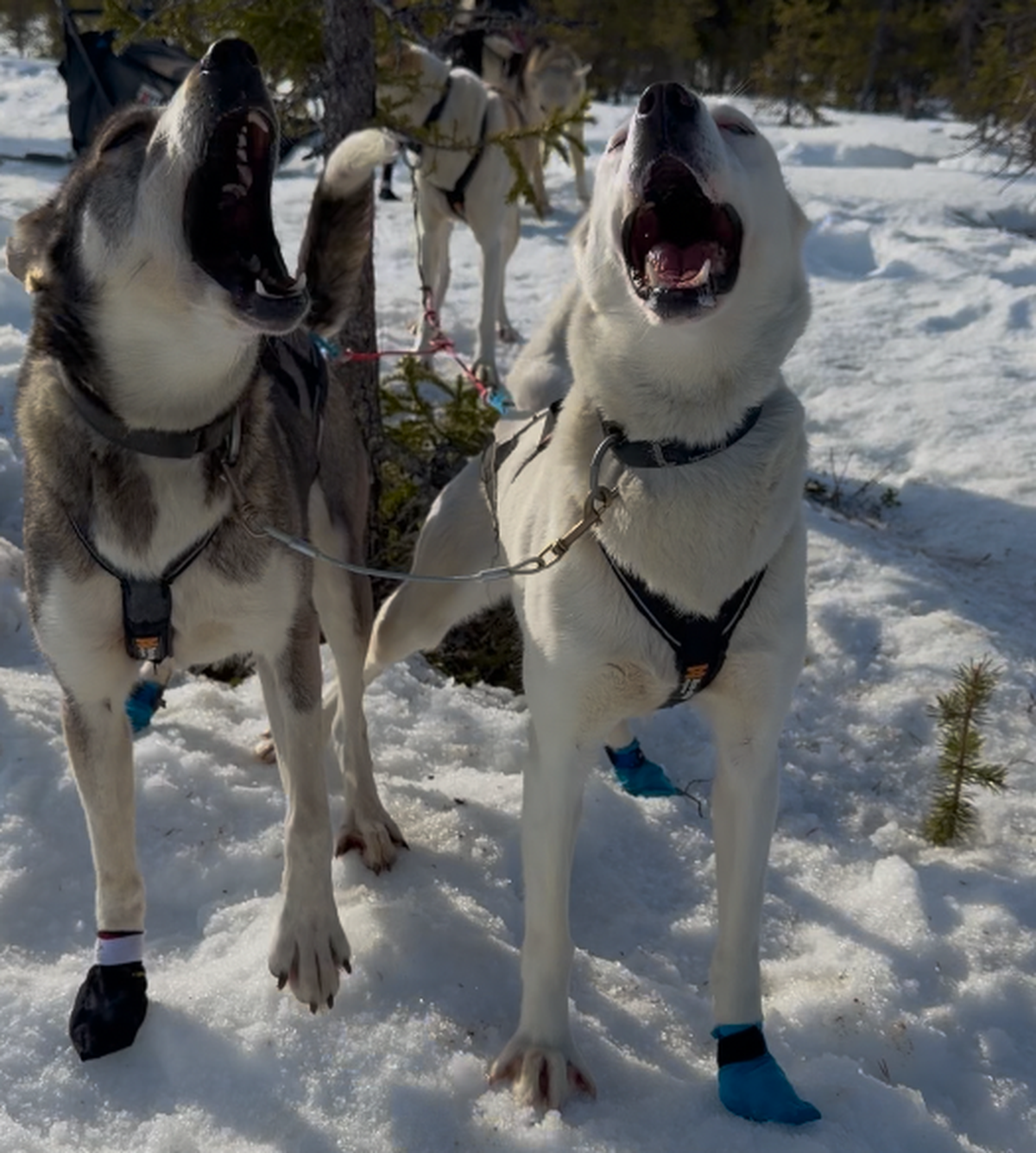 Fjällräven Polar 2026 Reto Fehr Schweden Lappland
