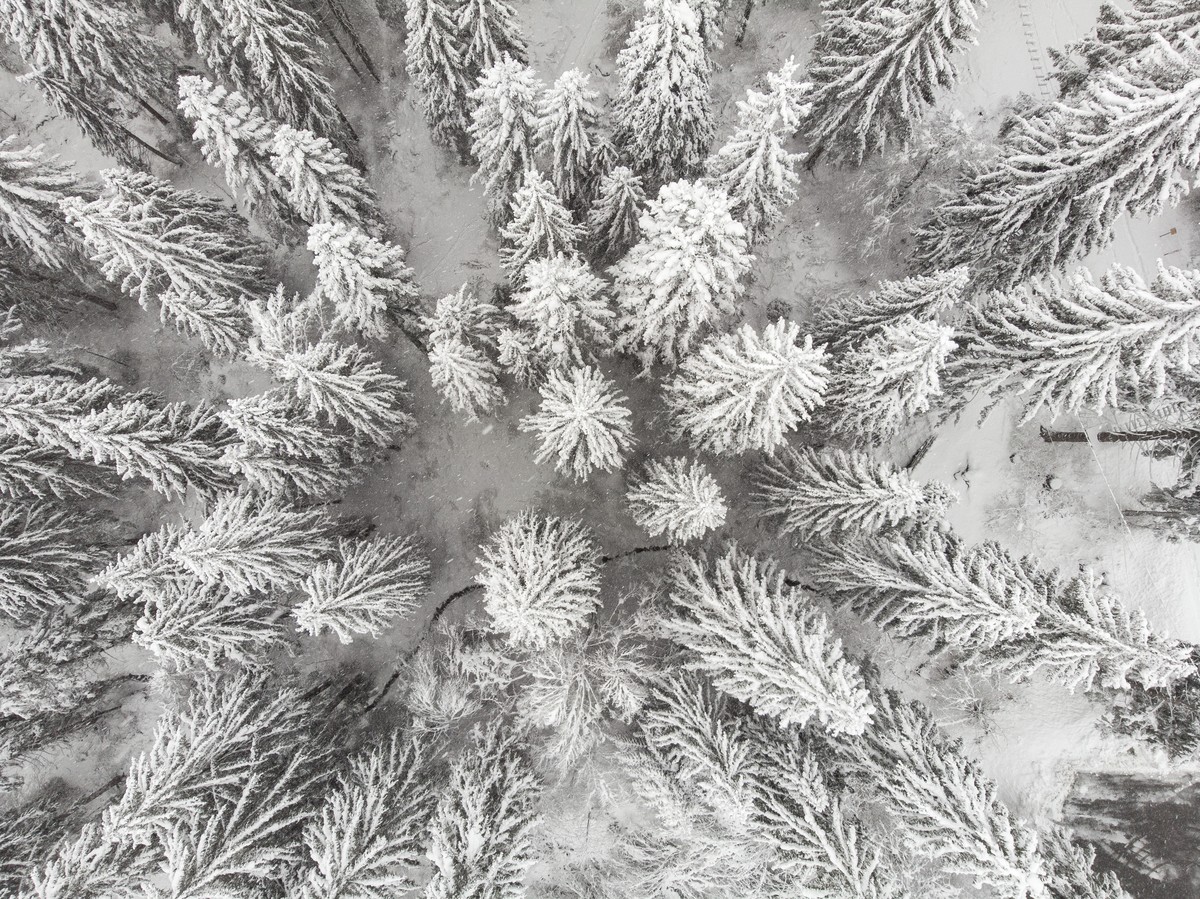Schnee legt sich auf den Baeumen nieder, aufgenommen am Montag, 10. Dezember 2018 in Flims. (KEYSTONE/Ennio Leanza)