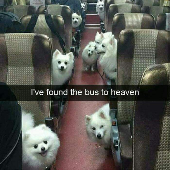 Hundebus
Cute News
https://imgur.com/gallery/69Tzo