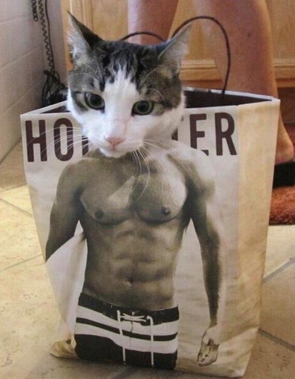 Hollister Katze ifunny
https://img.ifcdn.com/images/12e84cb868d7f18d0ca21408a656a97929106e72a72135751af398e45d478b87_1.jpg