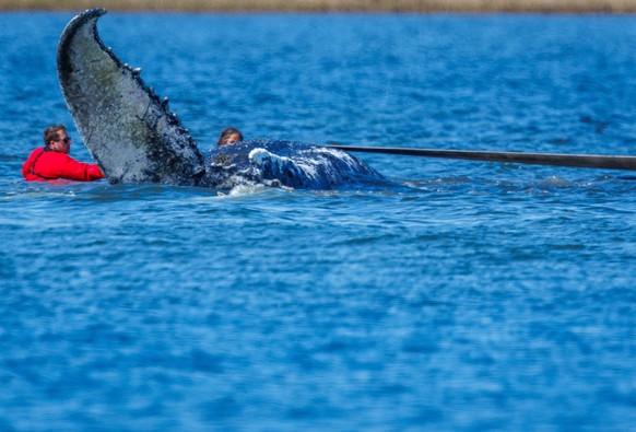 28.04.2026, Mecklenburg-Vorpommern, F�hrdorf: Helfer ziehen mit Gurten den gestrandeten Buckelwal vor der Insel Poel zu einem Transportschiff. Der vor �ber drei Wochen bei Wismar gestrandete Buckelwal ...