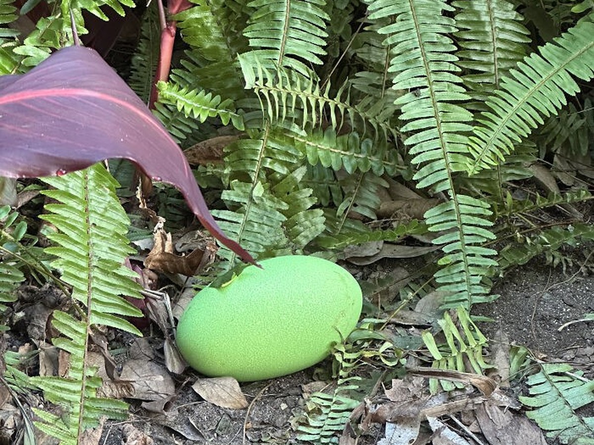 Grünes Ei Helmkasuar

https://www.adelaidezoo.com.au/first-cassowary-egg-in-34-years/