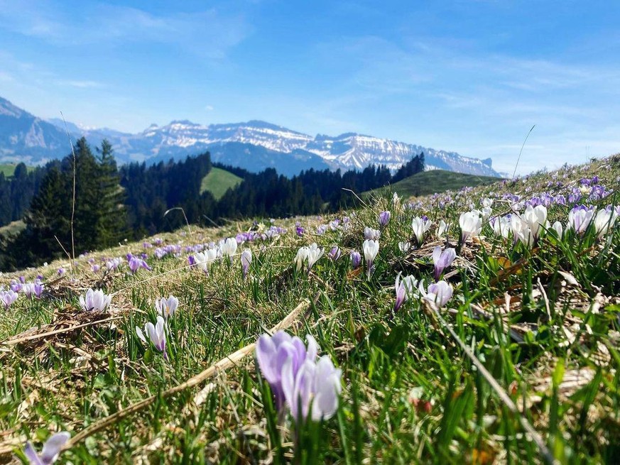 Rauszeit Blütenzauber Rämisgummen