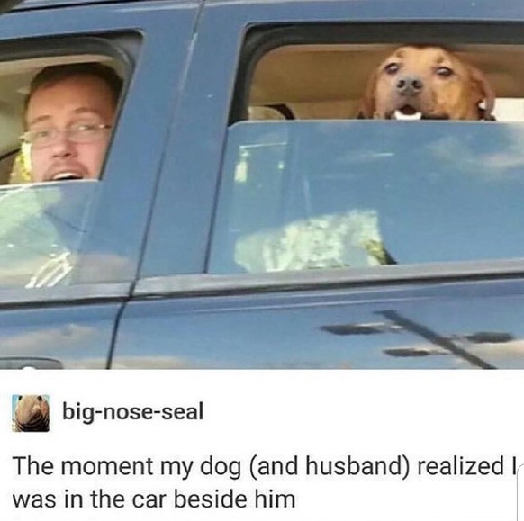 Win: Hund und Mann sehen Frauchen im Auto nebenan